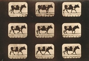 Ox trottingの画像シーケンス、「Animal Locomotion」シリーズ、c.1881 作： Eadweard Muybridge